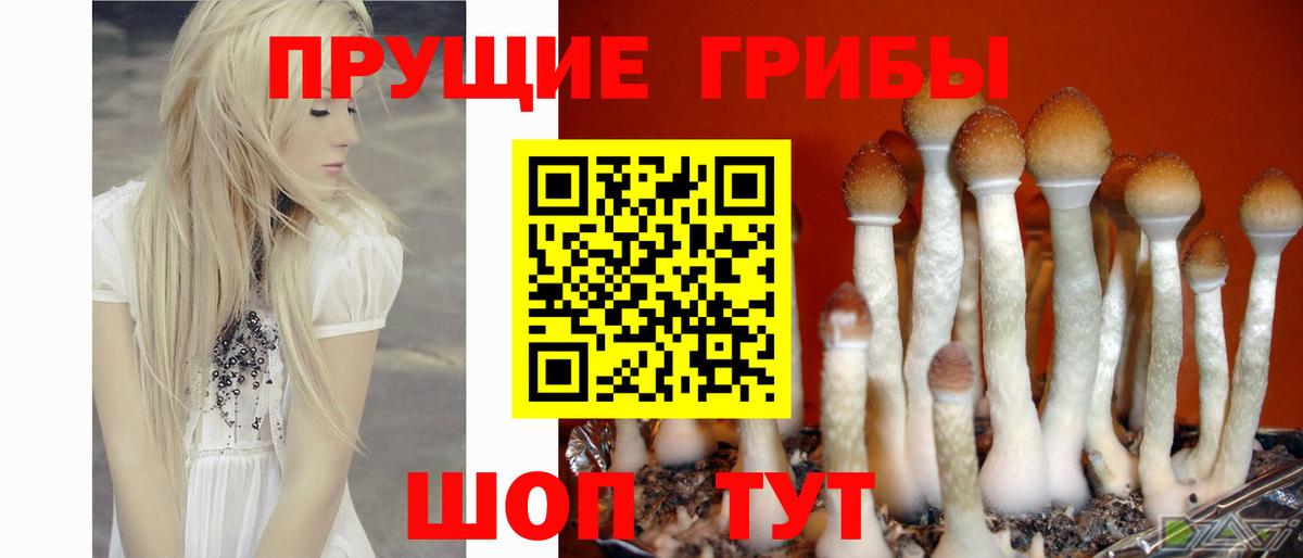 Галлюциногенные грибы ЛСД  цена наркотик  Киселёвск  Вход с VPN 
